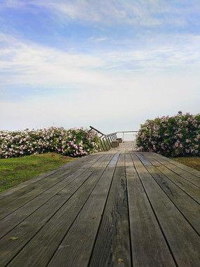 海上花照片,探寻历史与现代交融的美丽画卷