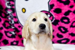 小七图片狗,治愈系狗狗的日常瞬间